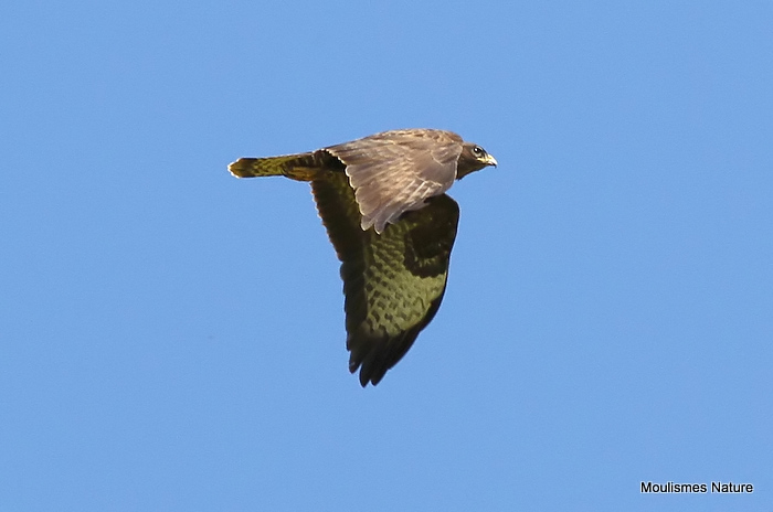 Buteo buteo ad