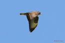 Buteo buteo ad