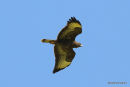 Buteo buteo ad