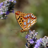 Queen of Spain Fritillary (Issoria lathonia)