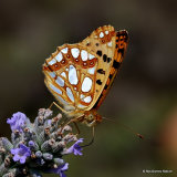 Queen of Spain Fritillary (Issoria lathonia)