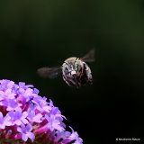 Long-horned bee sp. Tetraloniella graja F