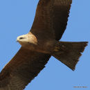 Black Kite (Milvus migrans) Ad