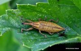 Weevil sp. Lixus paraplecticus