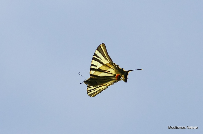 Scarce Swallowtail (Iphiclides podalirius)