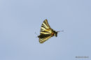 Scarce Swallowtail (Iphiclides podalirius)