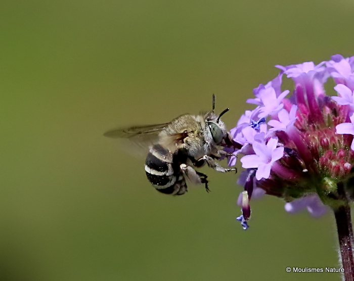Long-horned bee sp. Tetraloniella graja F