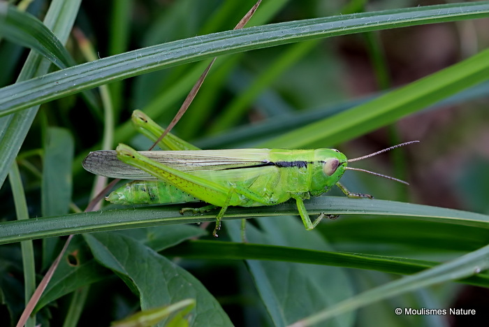 Leek Grasshopper (Mecostethus p. parapleurus ) F