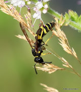 Ancistrocerus nigricornis (Early Mason Wasp)