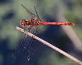 Common Darter (Sympetrum striolatum) M