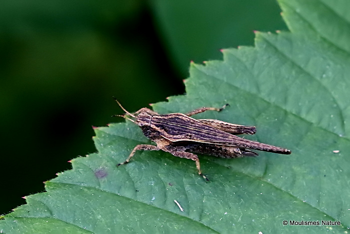 Slender Groundhopper (Tetrix subulata) M