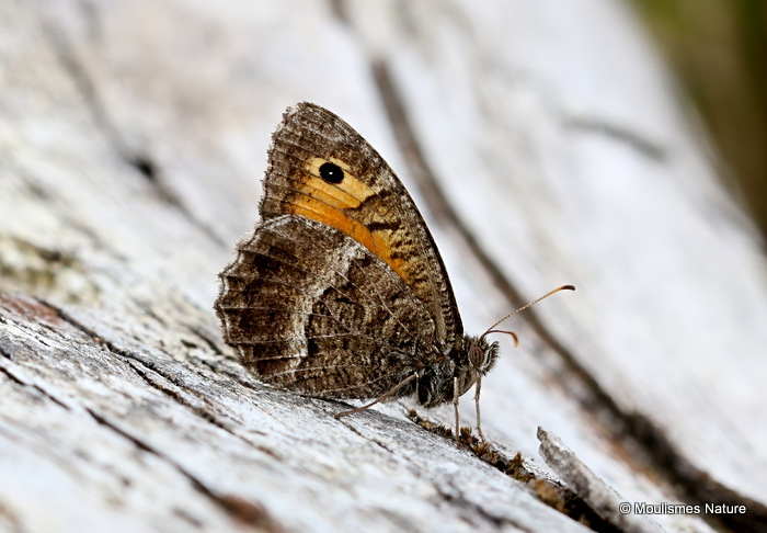 False Grayling (Arethusana arethusa)