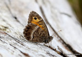 False Grayling (Arethusana arethusa)