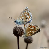 Adonis Blue (Lysandra bellargus)