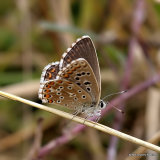 Adonis Blue (Lysandra bellargus) F