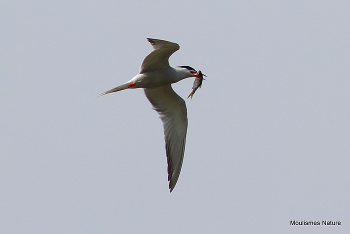 Common Tern (Sterna hirundo) Ad-S