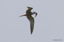 Common Tern (Sterna hirundo) Ad-S