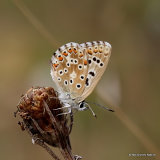 Adonis Blue (Lysandra bellargus) F
