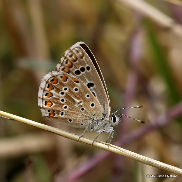 Adonis Blue (Lysandra bellargus) F