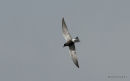 Black Tern (Chlidonias niger) Ad-S