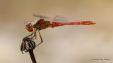 Southern Darter (Sympetrum meridionale) M