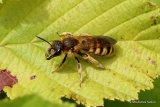 Great Banded Furrow Bee (Halictus scabiosae) F