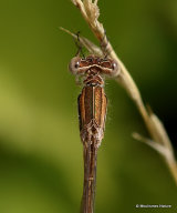 Winter Damselfly (Sympecma fusca)