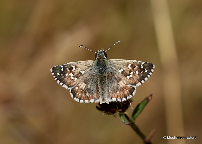 Oberthur's Grizzled Skipper (Pyrgus armoricanus)