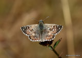 Oberthur's Grizzled Skipper (Pyrgus armoricanus)