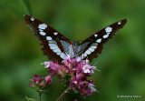 Southern White Admiral (Limenitis reducta)