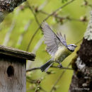 Blue Tit (Parus caeruleus)