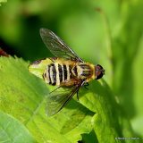 Bee-fly (Bombyliidae), villa sp.