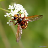 Milesia crabroniformis F