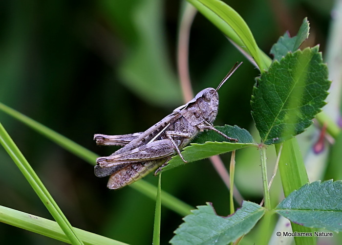 Chorthippus sp. F