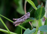 Chorthippus sp. F