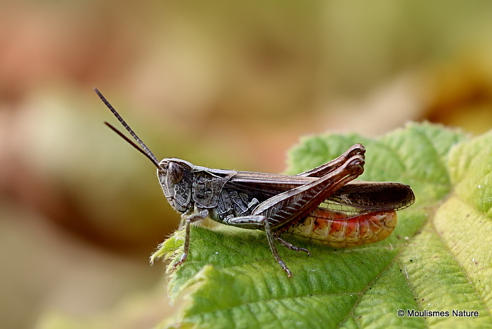 Bow-winged Grasshopper (Chorthippus biguttulus) M