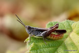 Bow-winged Grasshopper (Chorthippus biguttulus) M