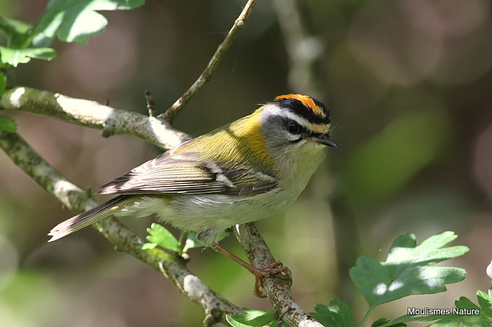 Firecrest (Regulus ignicapilla) M, Roitelet triple-bandeau