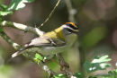 Firecrest (Regulus ignicapilla) M, Roitelet triple-bandeau