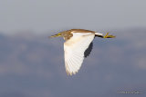 Squacco Heron (Ardeola ralloides) l'Encanyissada