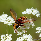 Milesia crabroniformis F