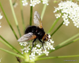 5 - True Flies II