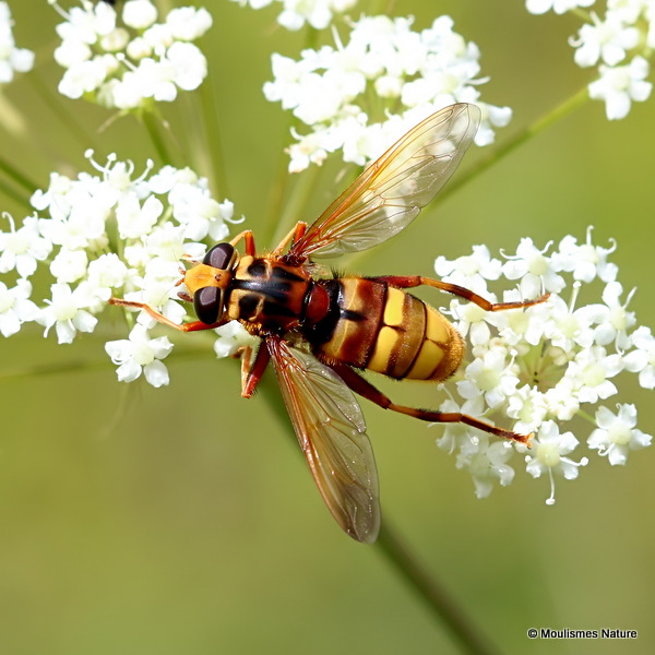 Milesia crabroniformis F