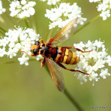 Milesia crabroniformis F