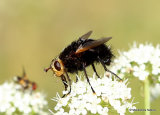 Giant Tachinid Fly (Tachina grossa)