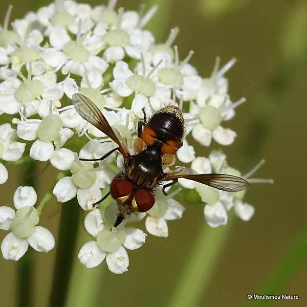 Unidentified diptera sp.