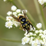 Vespula vulgaris (Common Wasp)