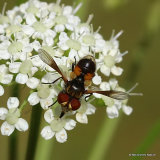 Unidentified diptera sp.