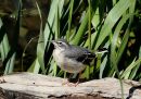 Grey Wagtail (Motacilla cinerea) juv
