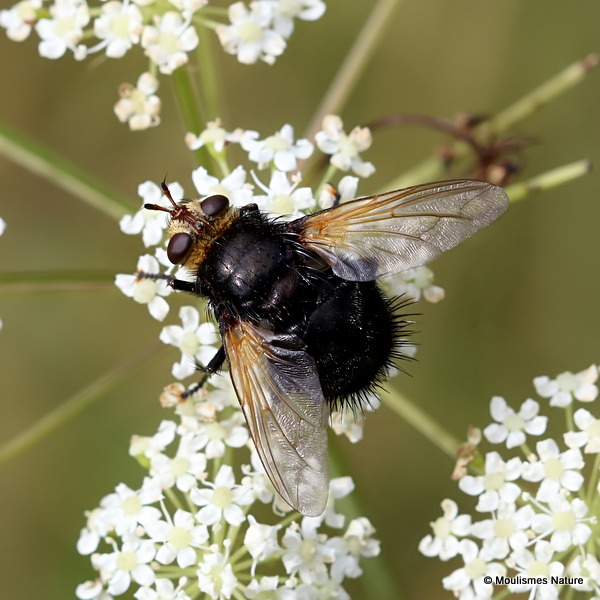 Giant Tachinid Fly (Tachina grossa)